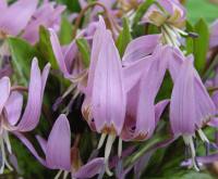 Erythronium dens-canis Lilac Wonder